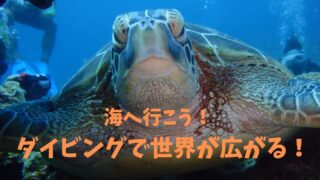 行ってよかった！感動のダイビングスポット3選【初心者～中級者向け】